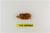 藏品(日本蟳)的圖片